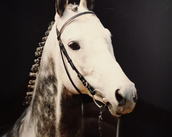 stallion Melotto xx (Thoroughbred, 1986, from Gidron xx)
