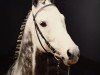 stallion Melotto xx (Thoroughbred, 1986, from Gidron xx)