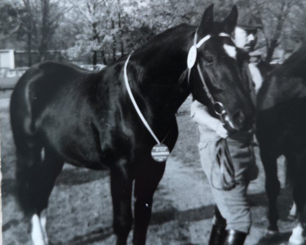 stallion Erato (Heavy Warmblood, 1981, from Eros Mo)