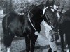stallion Erato (Heavy Warmblood, 1981, from Eros Mo)