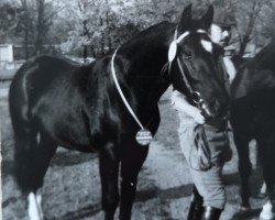 stallion Erato 1427 (Heavy Warmblood, 1981, from Eros Mo 1222)