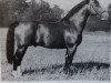 stallion Friedolf (Oldenburg, 1956, from Friedhelm)