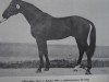stallion Adlerflug (Noble Warmblood, 1980, from Adept)
