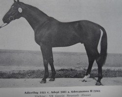 stallion Adlerflug 1415 (Noble Warmblood, 1980, from Adept 2602)