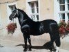 stallion Capitaen (Heavy Warmblood, 1981, from Canton)