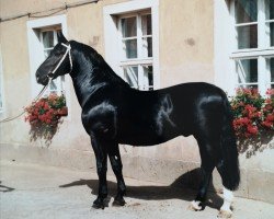 Deckhengst Capitän Mo 1425 (Schweres Warmblut, 1981, von Canton Mo 1297)