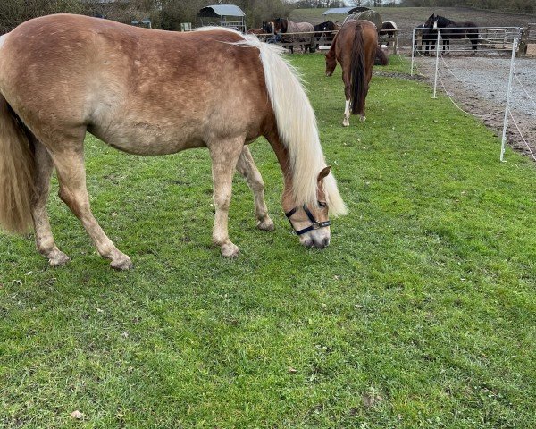 dressage horse Delana (Haflinger, 2022, from Wirbelsturm-P)