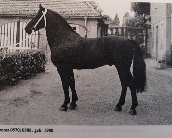stallion Coronat (Heavy Warmblood, 1988, from Capitaen)