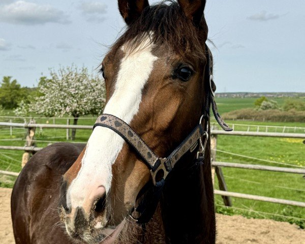 dressage horse Zafira K (Hanoverian, 2023, from Zoom)
