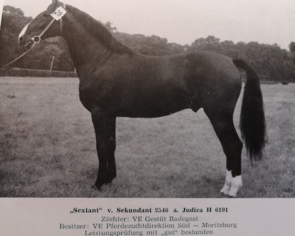 stallion Sextant (Sachse, 1971, from Sekundant)