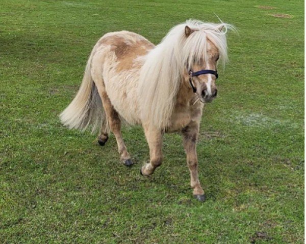 Pferd Niederbroks Frida (Shetland Pony (unter 87 cm), 2021, von Hummer van Stal Polderzicht)