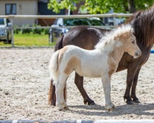 horse Niederbroks Pearl (Shetland pony (under 87 cm), 2022, from Niederbroks Hui-Buh)