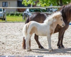 Pferd Niederbroks Pearl (Shetland Pony (unter 87 cm), 2022, von Niederbroks Hui-Buh)