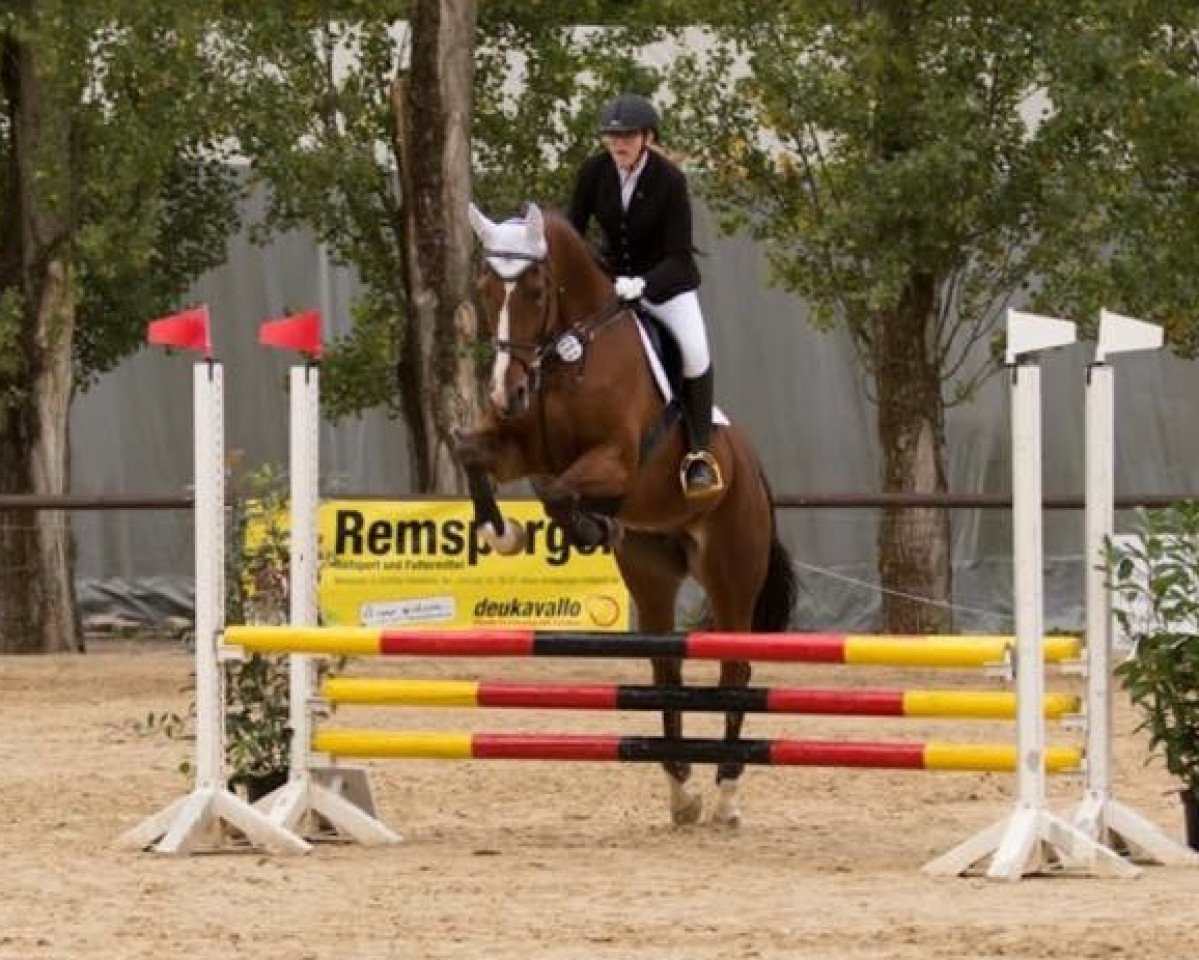 Springpferd Jus de Grenade (Oldenburger, 2002, von Junior de Pommes)