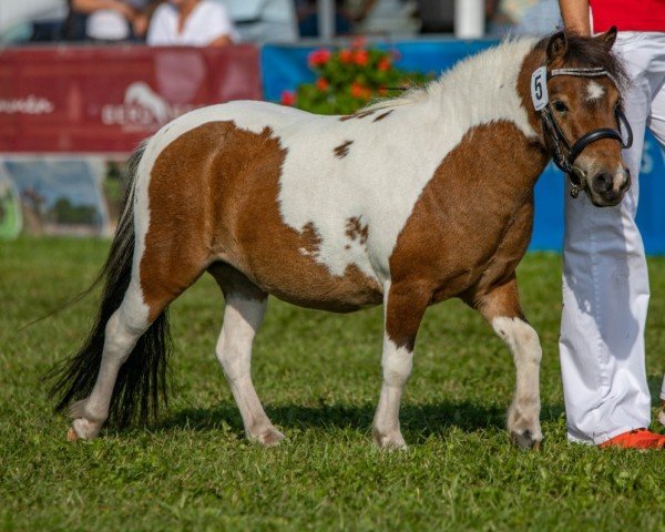 broodmare Niederbroks Fee (Shetland pony (under 87 cm),  , from Hummer van Stal Polderzicht)