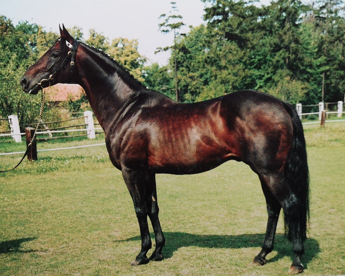 stallion Animo xx (Thoroughbred, 1981, from Sir Gaylord xx)