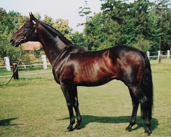 stallion Animo xx (Thoroughbred, 1981, from Sir Gaylord xx)