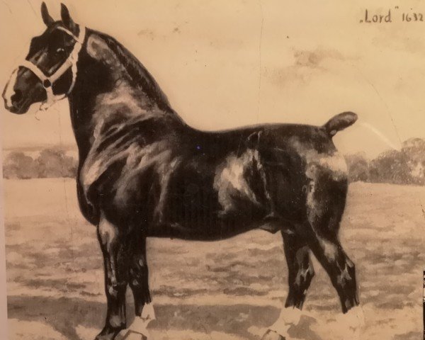 stallion Lord 1632 OF (Alt-Oldenburger / Ostfriesen, 1926, from Lützow 1587)
