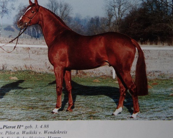 stallion Pierot II (Westphalian, 1988, from Pilot)