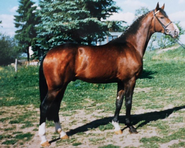 stallion Pasolini (Hanoverian, 1994, from Pablo)