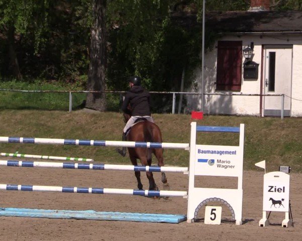 Reitturnier Lgl.-Oberhain, B95 2024