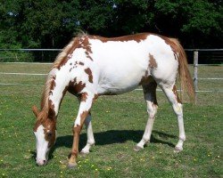 broodmare Summer Colors xx (Thoroughbred, 2007, from I Was Framed xx)