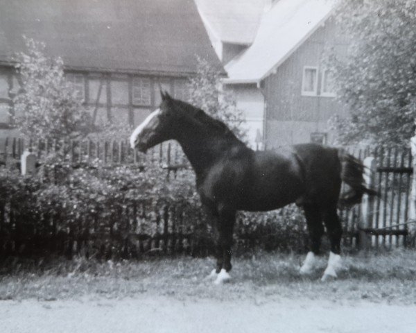 stallion Gletscher (Heavy Warmblood, 1962, from Gabo)