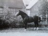 stallion Gletscher (Heavy Warmblood, 1962, from Gabo)