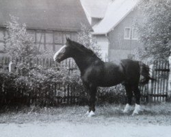 Deckhengst Gletscher (Schweres Warmblut, 1962, von Gabo)