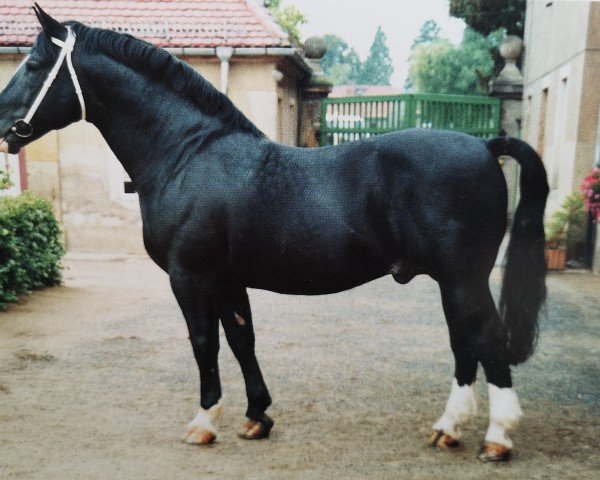 stallion Gerit (Heavy Warmblood, 1980, from Gletscher)