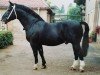 stallion Gerit (Heavy Warmblood, 1980, from Gletscher)
