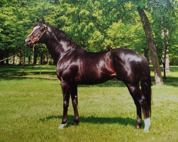stallion Chief Singer xx (Thoroughbred, 1981, from Ballad Rock xx)