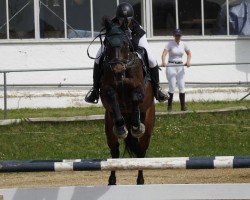 broodmare Hot Chocolate 74 (Oldenburg show jumper, 2012, from Berlin)