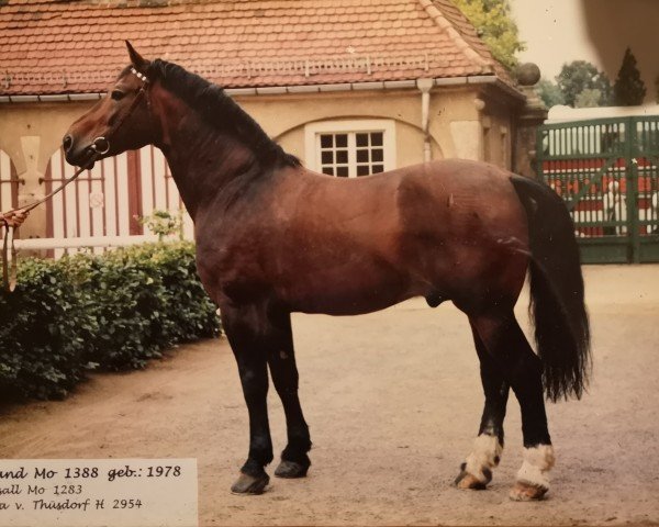 stallion Vagand Mo 1388 (Sachs-door. Heavy Warmbl., 1978, from Vasall Mo 1283)