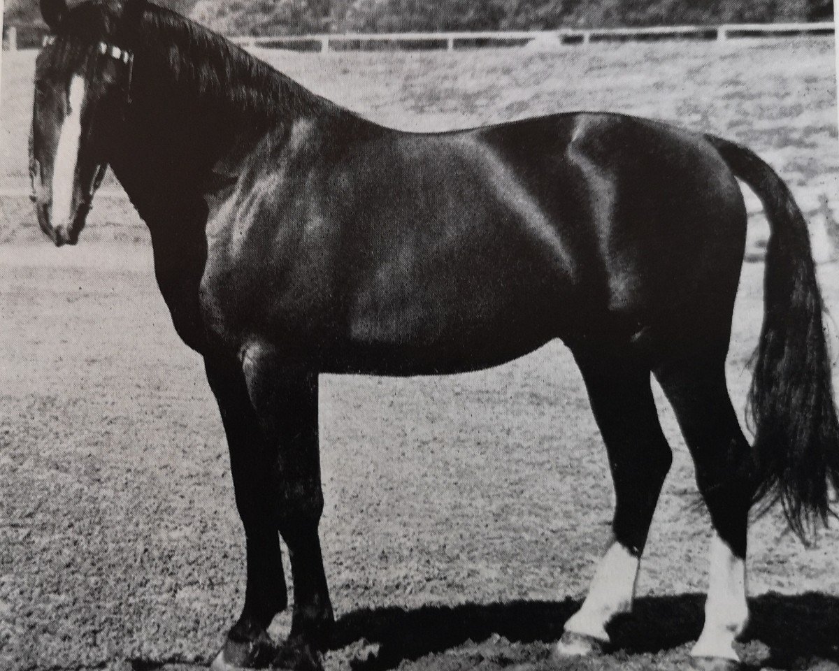 Deckhengst Ethos Mo 1266 (Schweres Warmblut, 1966, von Edelfalk Mo 1160)