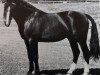 stallion Ethos Mo 1266 (Heavy Warmblood, 1966, from Edelfalk Mo 1160)