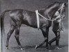 stallion Blaubart xx (Thoroughbred, 1966, from Bürgermeister xx)