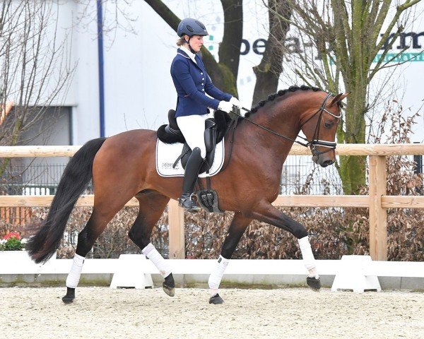 dressage horse Percy Turfhorst (KWPN (Royal Dutch Sporthorse), 2020, from Vivino)