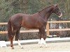 dressage horse Bon Bon (Oldenburg, 2021, from Callaho's Benicio)