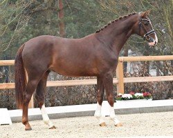 dressage horse Bon Bon (Oldenburg, 2021, from Callaho's Benicio)