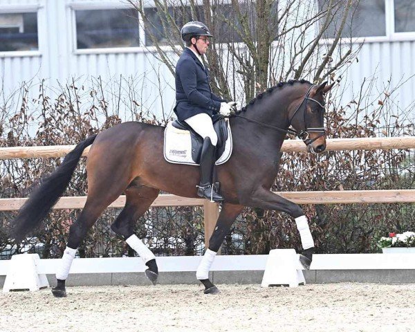 dressage horse Fürstensilber II (Oldenburg, 2021, from Fürstenball)