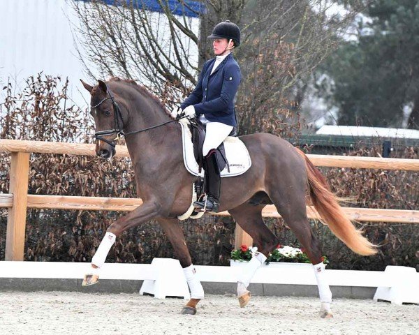 dressage horse Hengst von Viva Gold / Sorento (Oldenburg, 2021, from Viva Gold OLD)