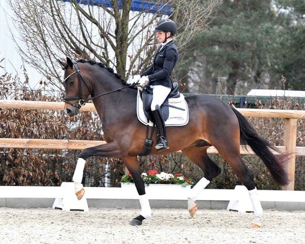 dressage horse Tamino (Oldenburg, 2021, from Pramwaldhof's Tarantino)