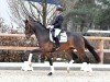 dressage horse Tamino (Oldenburg, 2021, from Pramwaldhof's Tarantino)