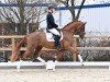 dressage horse Hengst von Vivino / For Romance I (KWPN (Royal Dutch Sporthorse), 2021, from Vivino)