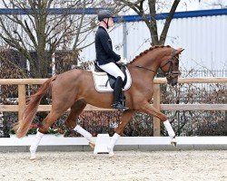 dressage horse Hengst von Vivino / For Romance I (KWPN (Royal Dutch Sporthorse), 2021, from Vivino)