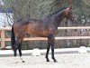 dressage horse Royal M (KWPN (Royal Dutch Sporthorse), 2021, from Lennox U.S.)