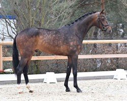 dressage horse Royal M (KWPN (Royal Dutch Sporthorse), 2021, from Lennox U.S.)