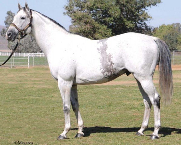 stallion Fullbridled xx (Thoroughbred, 2001, from Unbridled's Song xx)