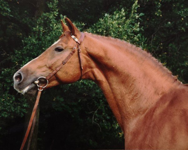 stallion Donator (Mecklenburg, 1977, from Diabas I)